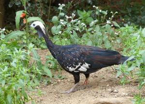 Pénélope à gorge bleue - Galliformes (Pipile cumanensis)