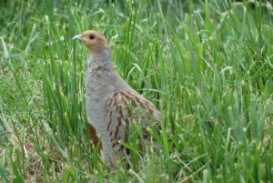 Perdrix grise - Galliformes (Perdix perdix)