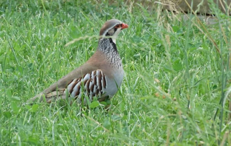 Perdrix rouge (Alectoris rufa)