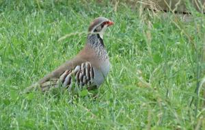 Perdrix rouge - Galliformes (Alectoris rufa)
