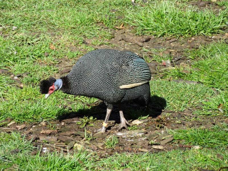 Pintade huppée (Guttera pucherani)
