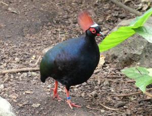 Roulroul couronné (Rollulus rouloul)