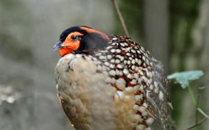 Tragopan de Cabot - Galliformes (Tragopan caboti)