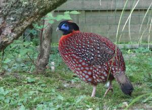 Tragopan de Temminck - Galliformes (Tragopan temminckii)
