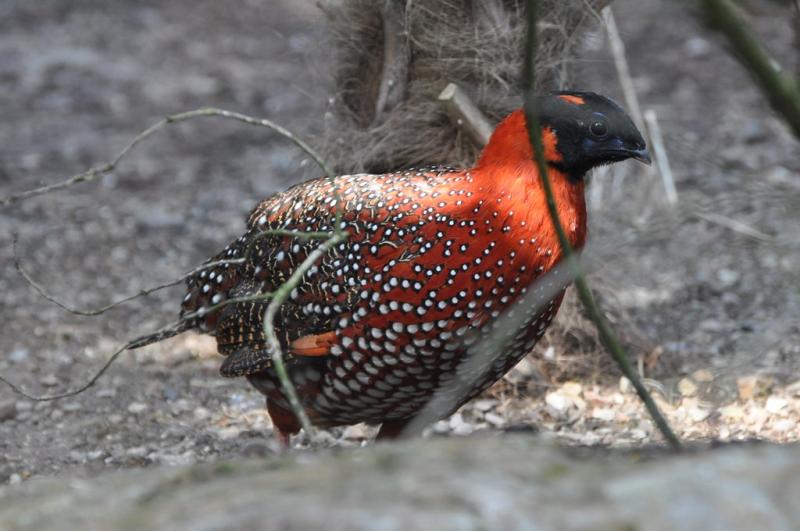 Tragopan satyre (Tragopan satyra)