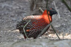 Galliformes (Pintades - Cailles - Faisans)