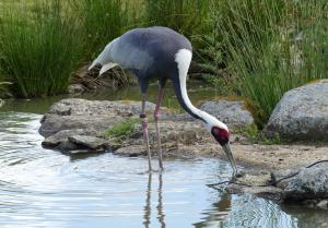 Grue à cou blanc - Gruiformes (Antigone vipio)