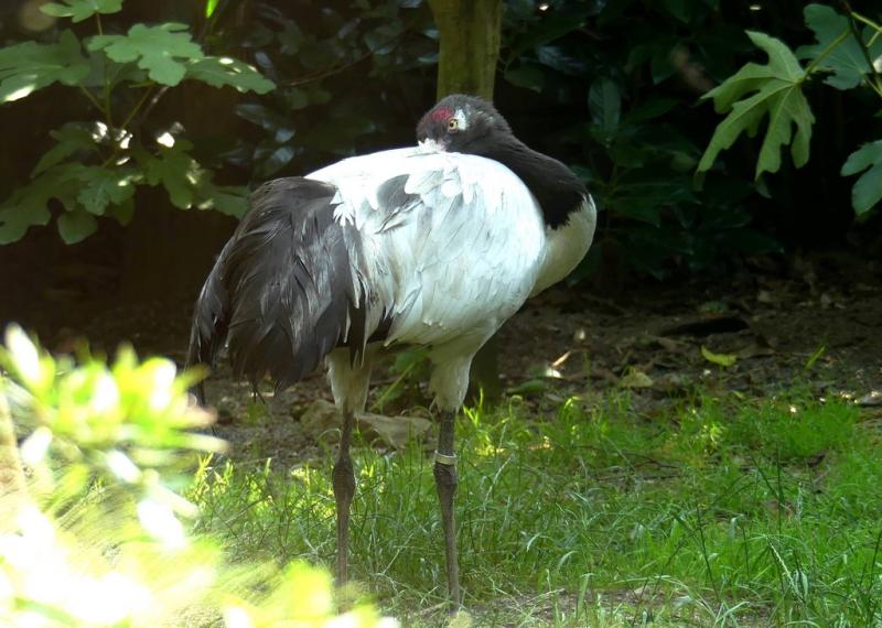 Grue à cou noir (Grus nigricollis)