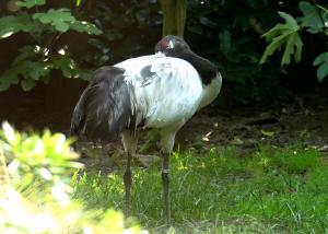 Grue à cou noir (Grus nigricollis)