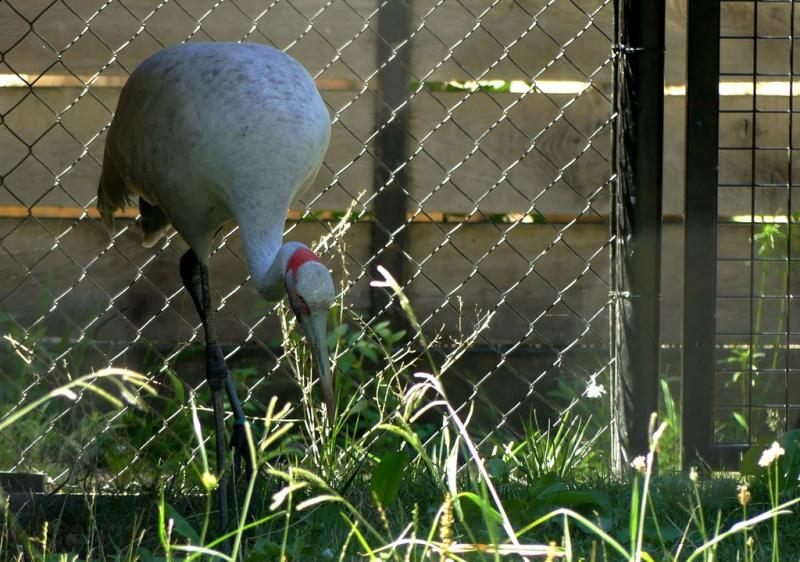 Grue brolga (Antigone rubicunda)