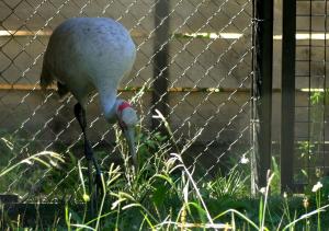 Grue brolga (Antigone rubicunda)
