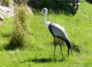 Grue caronculée (Grus carunculata)