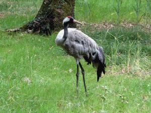 Grue cendrée - Gruiformes (Grus grus)