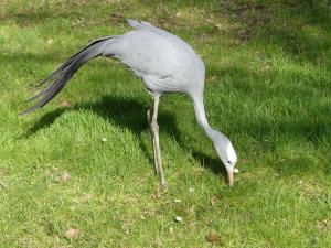 Grue de paradis (Grus paradisea)