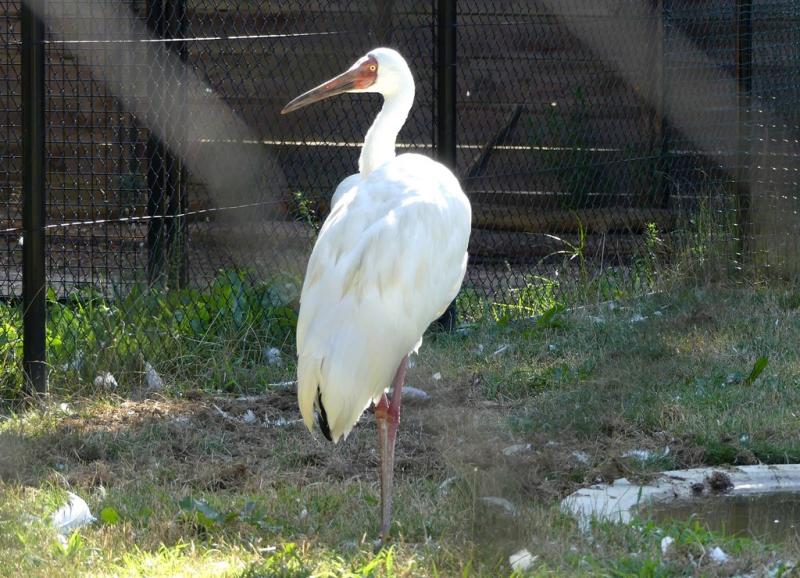 Grue de Sibérie (Grus leucogeranus)