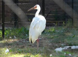 Grue de Sibérie (Grus leucogeranus)