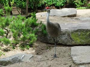 Grue du Canada (Grus canadensis)