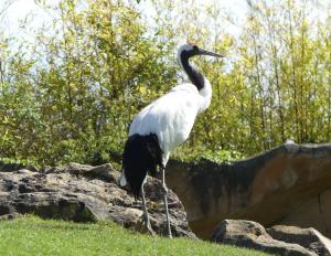 Grue du Japon (Grus japonensis)