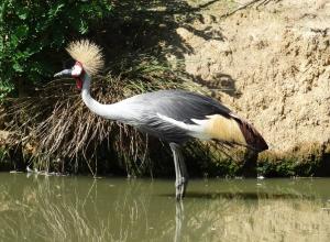 Grue royale (Balearica regulorum)