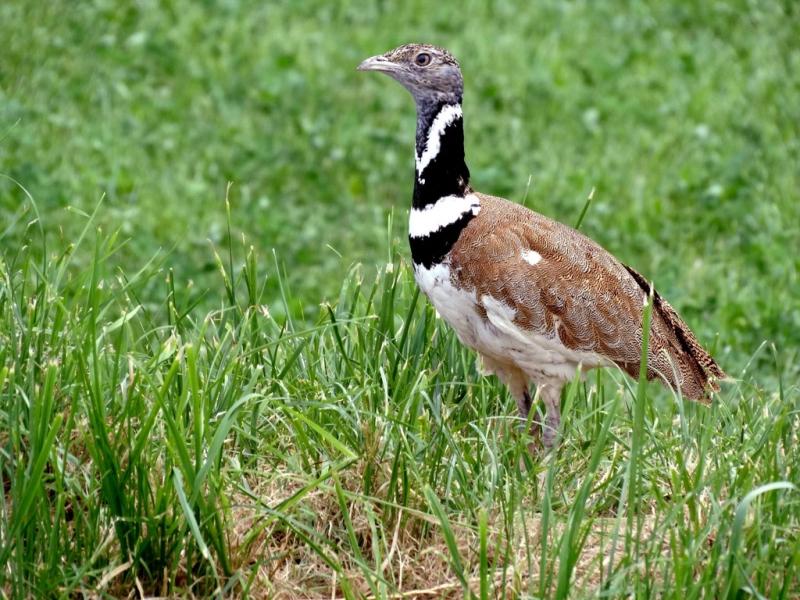 Outarde canepetière (Tetrax tetrax)