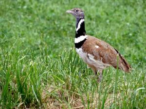 Outarde canepetière (Tetrax tetrax)