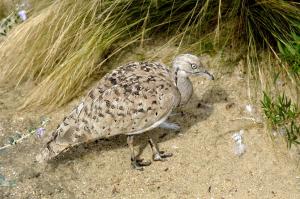 Outarde houbara (Chlamydotis undulata)