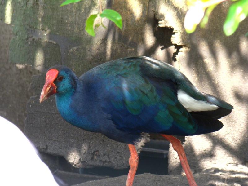 Talève sultane (Porphyrio porphyrio)