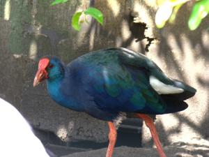 Talève sultane (Porphyrio porphyrio)