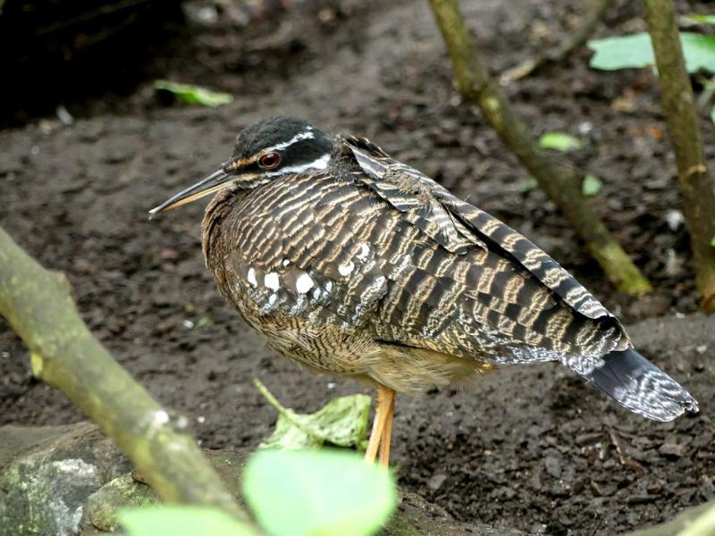 Caurale soleil (Eurypyga helias)
