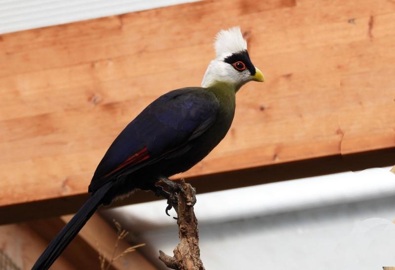 Touraco à huppe blanche (Tauraco leucolophus)