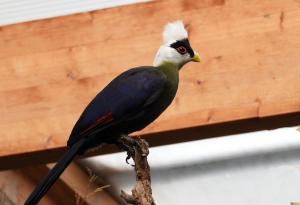 Touraco à huppe blanche (Tauraco leucolophus)