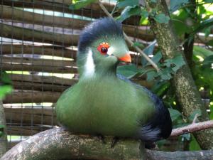 Touraco à joues blanches (Tauraco leucotis)