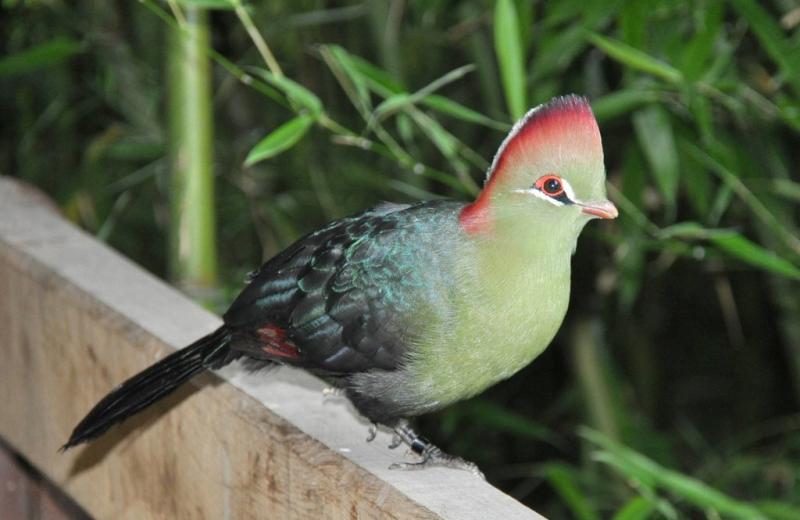 Touraco de Fischer (Tauraco fischeri)