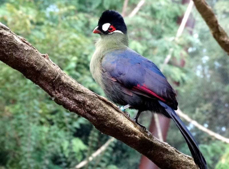 Touraco de Hartlaub (Tauraco hartlaubi)