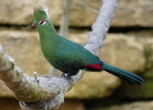 Touraco de Livingstone (Tauraco livingstonii)