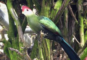Touraco pauline (Tauraco erythrolophus)