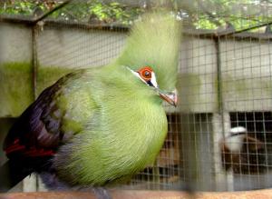 Touraco vert (Tauraco persa)