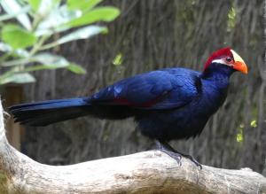 Touraco violet (Musophaga violacea)