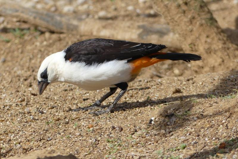 Alecto à tête blanche (Dinemellia dinemelli)
