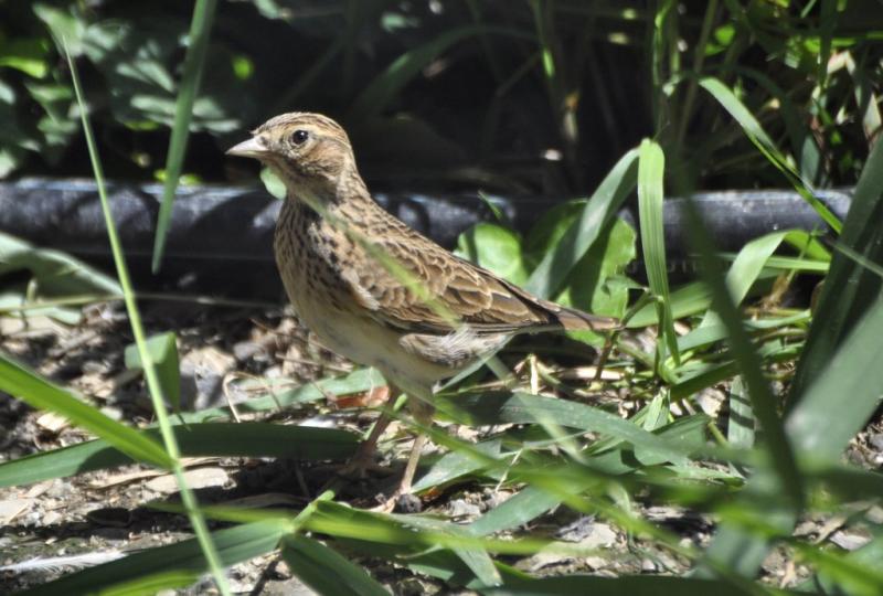 Alouette des champs (Alauda arvensis)