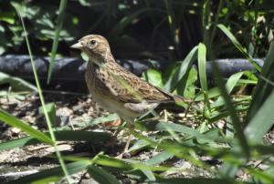 Alouette des champs - Passériformes (Alauda arvensis)
