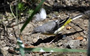 Bergeronnette des ruisseaux (Motacilla cinerea)