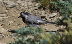 Bergeronnette grise (Motacilla alba)