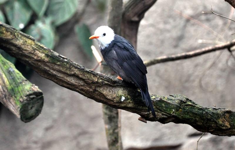 Bulbul noir (Hypsipetes leucocephalus)