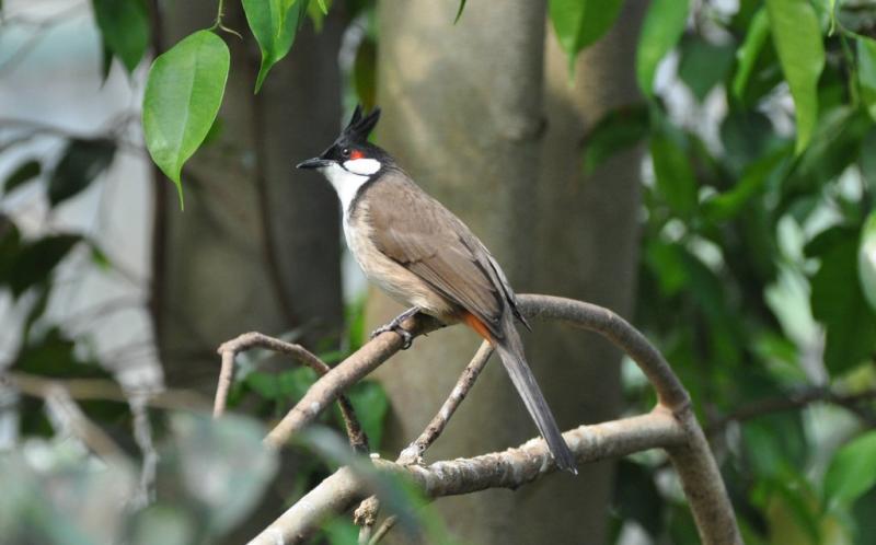 Bulbul orphée (Pycnonotus jocosus)