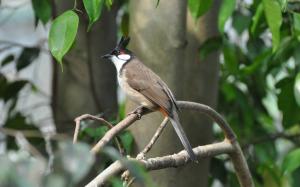 Bulbul orphée - Passériformes (Pycnonotus jocosus)