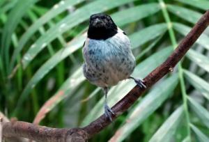 Calliste à tête noire - Passériformes (Tangara cyanoptera)