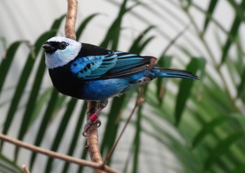 Calliste masqué (Tangara nigrocincta)