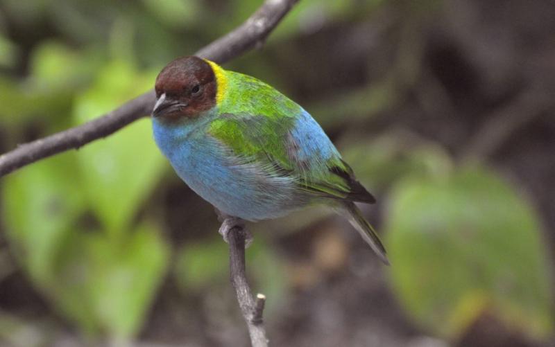 Calliste rouverdin (Tangara gyrola)