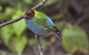Calliste rouverdin (Tangara gyrola)